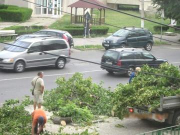 Primarul Mangaliei, acuzat de consilierii PDL că distruge spaţiile verzi şi taie copacii din municipiu